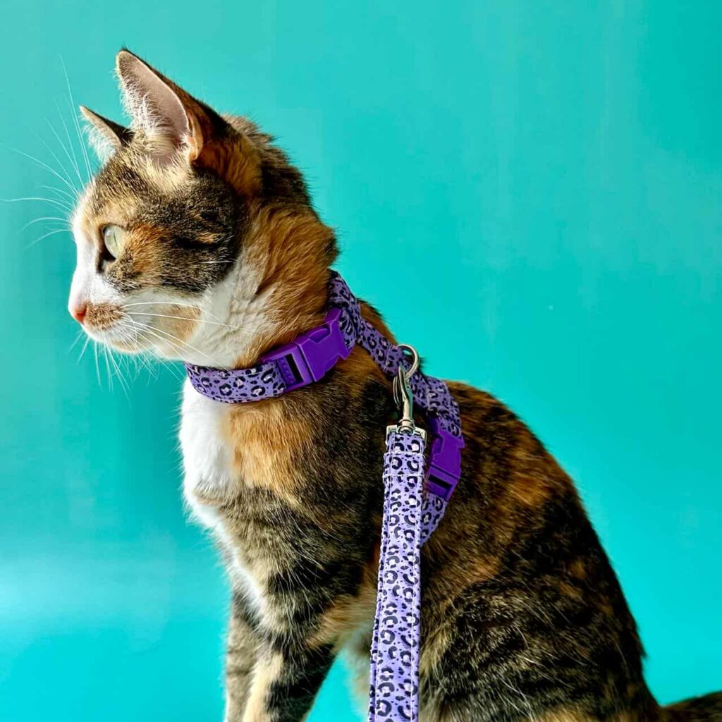 WONDER CAT - ARNES PREMIUM GATO ANIMAL PRINT (VMT17)